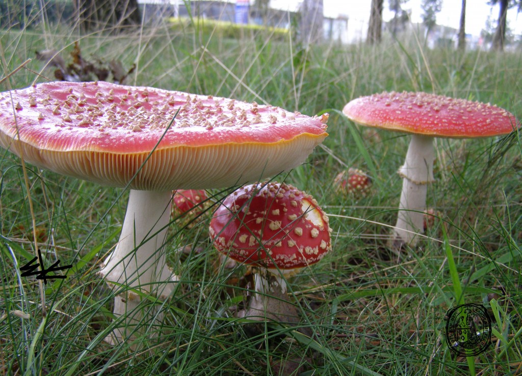 HKKZ-website-fotovoorzijde-herfstkopie