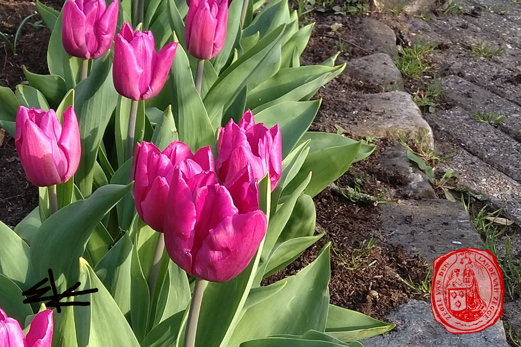 voorjaar-bloemen-01