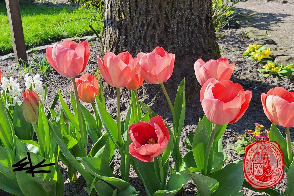 voorjaar-bloemen-02
